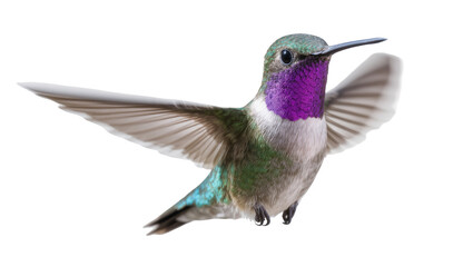 Obraz premium Colorful iridescent hummingbird in vibrant flight, showcasing its beautiful plumage and spread wings