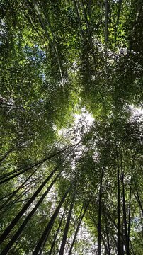Bamboo grove dancing in the wind with sunlight through the leaves,  tranquil tropical canopy, relaxing tropical forest scene 4k 60 fps  