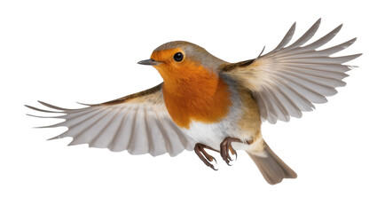 Vibrant European Robin in mid-flight with wide wings, a small wild garden bird © Sindre