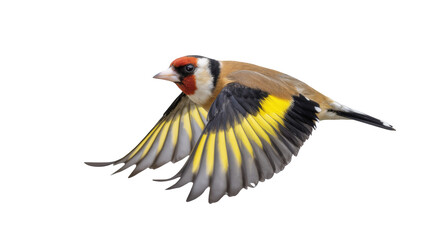 European Goldfinch with vibrant plumage soaring gracefully in a powerful dynamic flight. © Natasha