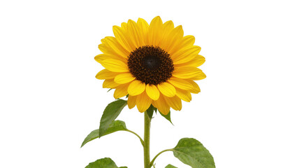 Obraz premium Vibrant yellow sunflower in full bloom with green leaves, elegant and perfect for spring summer