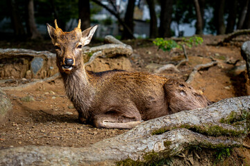 Obraz premium Young Sika Deer Lying on Grass and Looking at Camera in Nara Park Japan