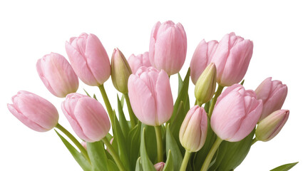 Obraz premium Delicate pastel pink tulips with fresh green foliage in a beautiful floral spring arrangement