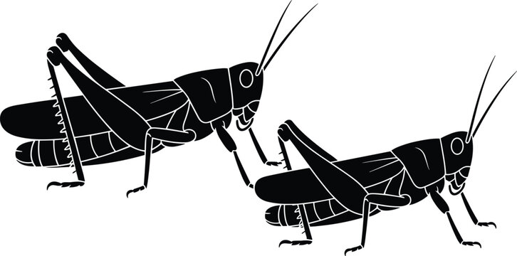 Two Grasshopper Silhouettes Black Locust Insect Vector Illustration Set For Nature Education Garden Pest Control Graphics And Digital Crafting Isolated On White Background
