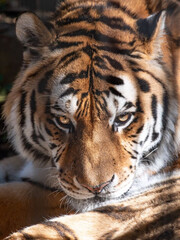 Obraz premium portrait of a tiger