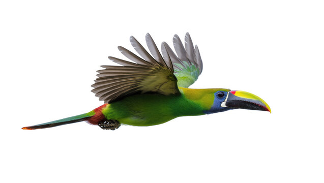 Exotic vibrant green toucanet bird with colorful beak in dynamic flight motion