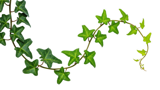 Decorative fresh green common ivy plant vine with lush leaves winding on plain backdrop