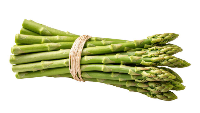 A fresh bundle of organic green asparagus spears tied with natural string, healthy vegetable