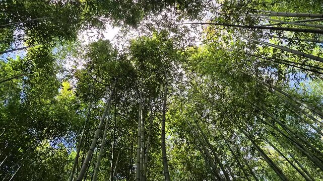 Low angle view of green bamboo grove in the wind with sunlight through the leaves,  serene natural canopy, relaxing tropical forest scene 4k 60 fps  