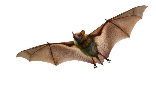 Common bat flying with impressive wide wingspan, displaying its furry body and detailed membrane