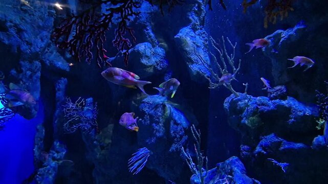 Life in the deep ocean, colorful fish swimming in a moody dark blue tank. Relaxing underwater landscape background for meditation an relaxation. 4k 60 fps