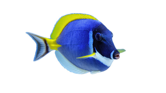 Majestic blue tang tropical reef fish with vibrant yellow markings and elegant fins