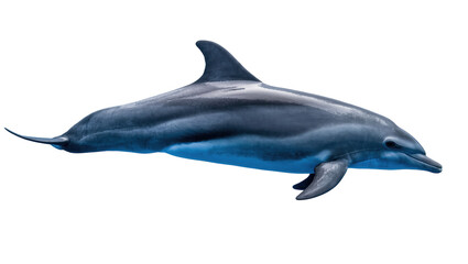 A majestic dolphin gracefully swimming in the ocean, showcasing its sleek powerful body © Ryan