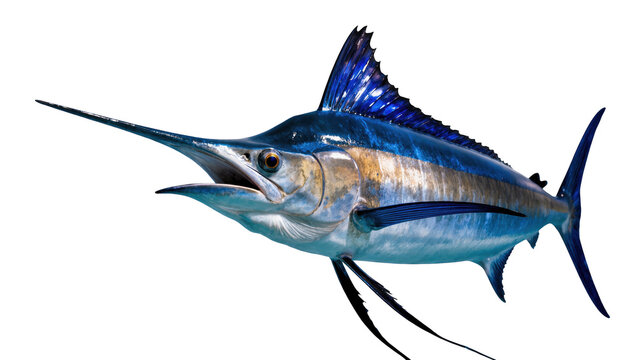 Vibrant blue marlin fish in dynamic profile, showcasing striking colors and powerful aquatic form
