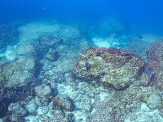 Fototapeta premium アオウミガメ, ウミガメ科, 英名学名：Green Turtle, Green Sea Turtle, Chelonia mydas, 東京都伊豆諸島式根島-2025 式根島は東京都心から南へ160km。 外周12kmの小さな有人島。 温かい黒潮が当たり水温と水質が高い。 また、リアス式の入り組んだ入り江が多く、海水浴や釣りが盛ん。 温泉島としても有名。海際に多くの無料露天風呂がある。 