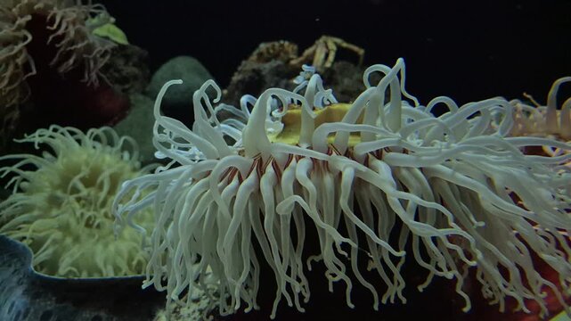 Close-up cinematic shot of a white sea anemone with long, delicate tentacles gently swaying in the underwater current, soft organic motion in a reef environment, peaceful marine life, 4k 60 fps