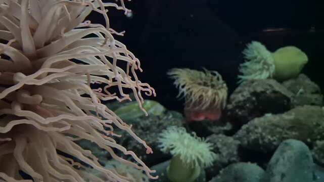 Cinematic shot of a white sea anemone with long, delicate tentacles gently swaying in the underwater current, soft organic motion in a reef environment, peaceful marine life, 4k 60 fps