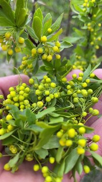 The cherry laurel shrub, which blooms with the spring season, and its medicinal properties.