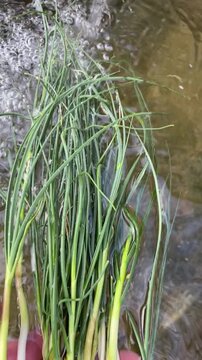 healthy wild garlic species in nature