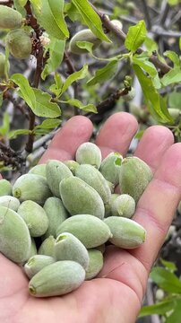 harvesting fresh almonds with the arrival of spring.