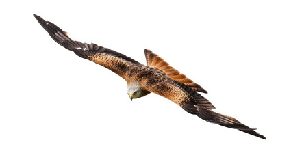 Fototapeta premium Magnificent Red Kite in dynamic flight with wings wide open, powerful bird soaring