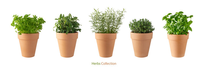Potted aromatic food herbs collection for garden or home. Basil, rosemary, parsley, sage and thyme plants in clay pots isolated on white background © BarTa