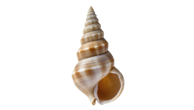 Elegant beige and white spiral conch shell showcasing natural marine beauty and texture