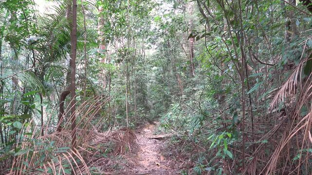 A path in the tropical forest and steps made of tree roots. The old Malay trail. Sounds of tropical jungle cicadas ringing