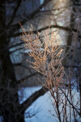 Sad w zimie © Monika