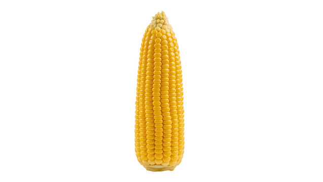 Freshly picked vibrant yellow corn on the cob, a healthy and nutritious vegetable ready to eat