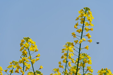 Obraz premium Bright yellow canola flowers blooming against a clear blue sky background, springtime nature scenery