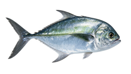 Fototapeta premium Close-up shot of a magnificent silvery-blue fish, a common jack or trevally, swimming gracefully