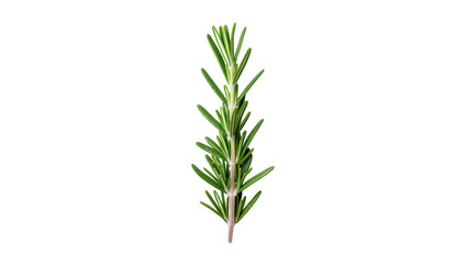 Obraz premium Fresh vibrant green rosemary sprig with needle-like leaves, an aromatic culinary herb