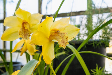 Fototapeta premium Tropical orchid species growing in greenhouse environment representing exotic flora and biodiversity.