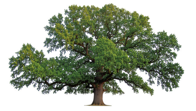 Majestic deciduous oak tree with lush green foliage, a symbol of strength and nature