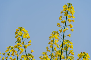 Obraz premium Bright yellow canola flowers blooming against a clear blue sky background, springtime nature scenery