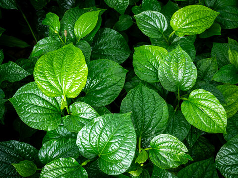 Piper Sarmentosum,Wildbetal leafbush Texture Pattern Background