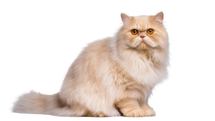 Obraz premium Beautiful fluffy cream Persian cat with intense orange eyes looking directly at camera, full body portrait