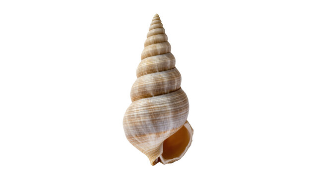 Close-up of a beautiful natural spiral seashell standing upright, showcasing marine beauty