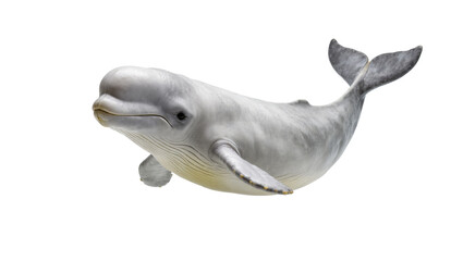 Fototapeta premium Majestic beluga whale gracefully swimming, showcasing its smooth skin and unique features