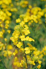 Fototapeta premium Close up of bright yellow canola flowers blooming in the field during springtime, vibrant nature background