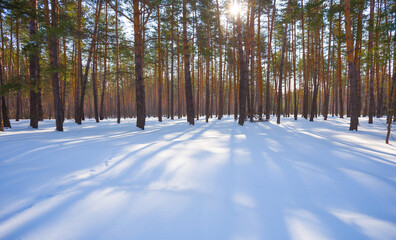 spring forest glade covered by a snow in light of sparkle sun © Yuriy Kulik