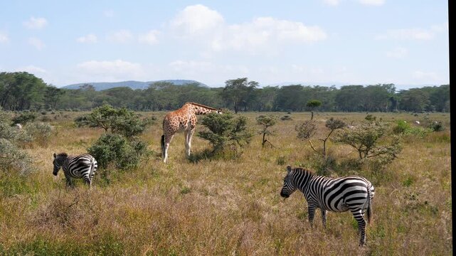 Animals grazing amid lush grass and shrubs. Daytime safari with animals roaming and feeding freely. Majestic creatures like giraffes and zebras roam freely in savannah landscape