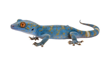 Fototapeta premium A vibrant blue gecko with stunning yellow patterns, showcasing a beautiful exotic reptile