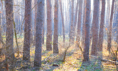 closeup forest glade at the bright spring day © Yuriy Kulik