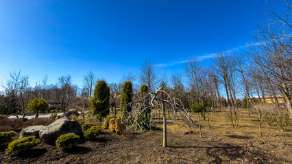 Obraz premium Trees and rocks in a bare garden area. A garden with bare trees and rocks is shown under a clear blue sky. It is early spring and not many plants have bloomed.