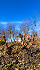 Obraz premium Garden plants grow in springtime soil. Plants emerge from dark soil under a clear blue sky in springtime. Trees stand in the background without leaves.