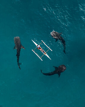 Aerial view of three whale sharks swimming around a traditional wooden boat with people on board in clear turquoise water of the