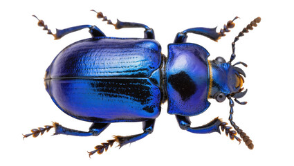 Magnificent metallic blue beetle with vibrant iridescent shell captured in detailed close-up © Sindre