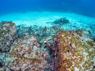 Obraz premium アオウミガメ, ウミガメ科, 英名学名：Green Turtle, Green Sea Turtle, Chelonia mydas, 東京都伊豆諸島式根島-2025 式根島は東京都心から南へ160km。 外周12kmの小さな有人島。 温かい黒潮が当たり水温と水質が高い。 また、リアス式の入り組んだ入り江が多く、海水浴や釣りが盛ん。 温泉島としても有名。海際に多くの無料露天風呂がある。 